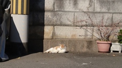 猫のお昼寝