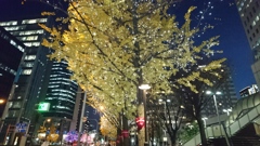 街路樹