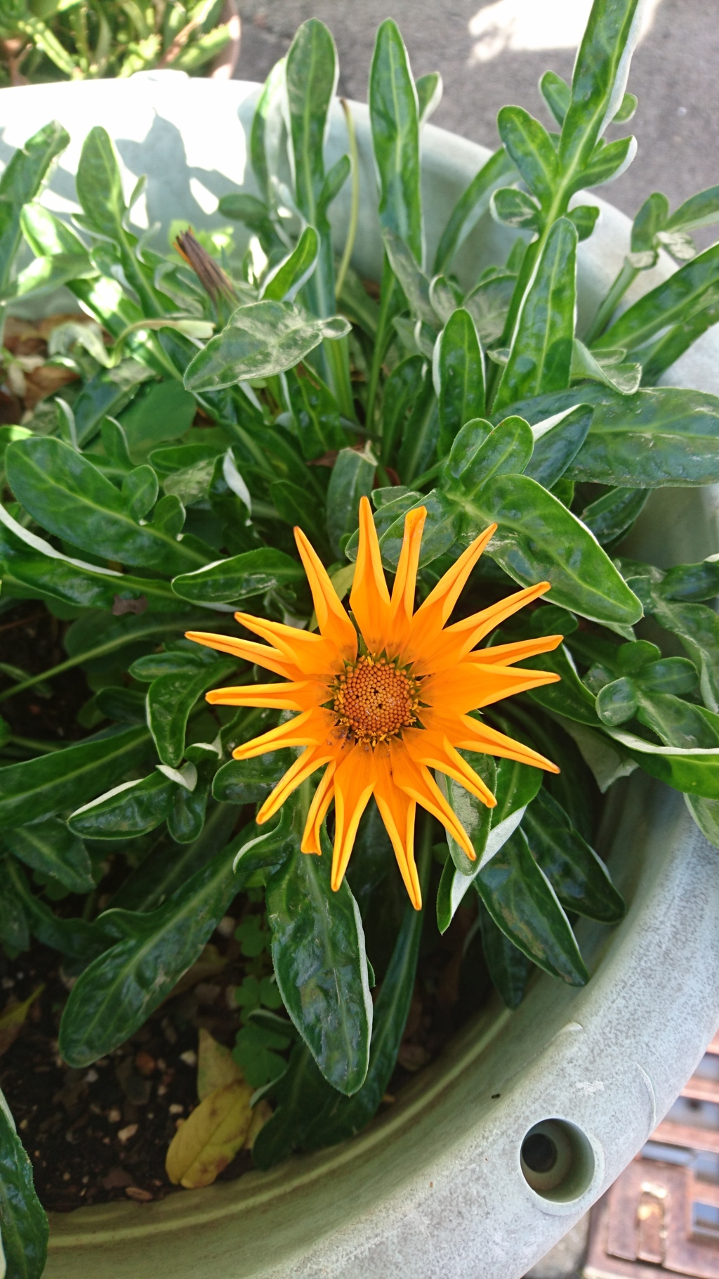 オレンジ色のお花