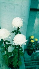 菊