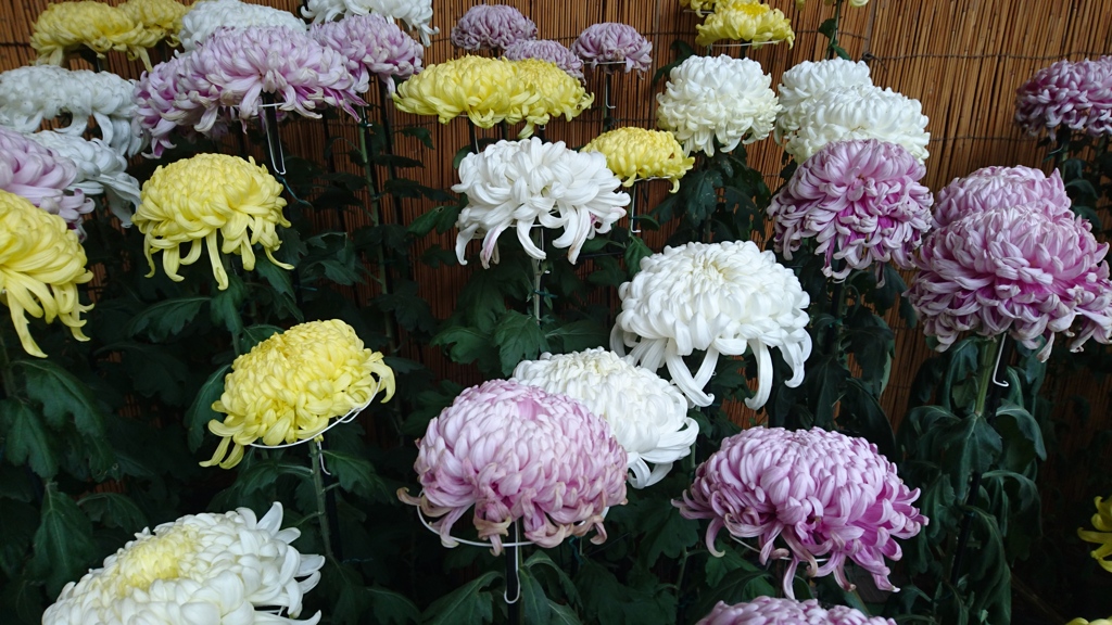 菊