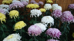 菊