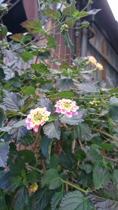 空き家と花