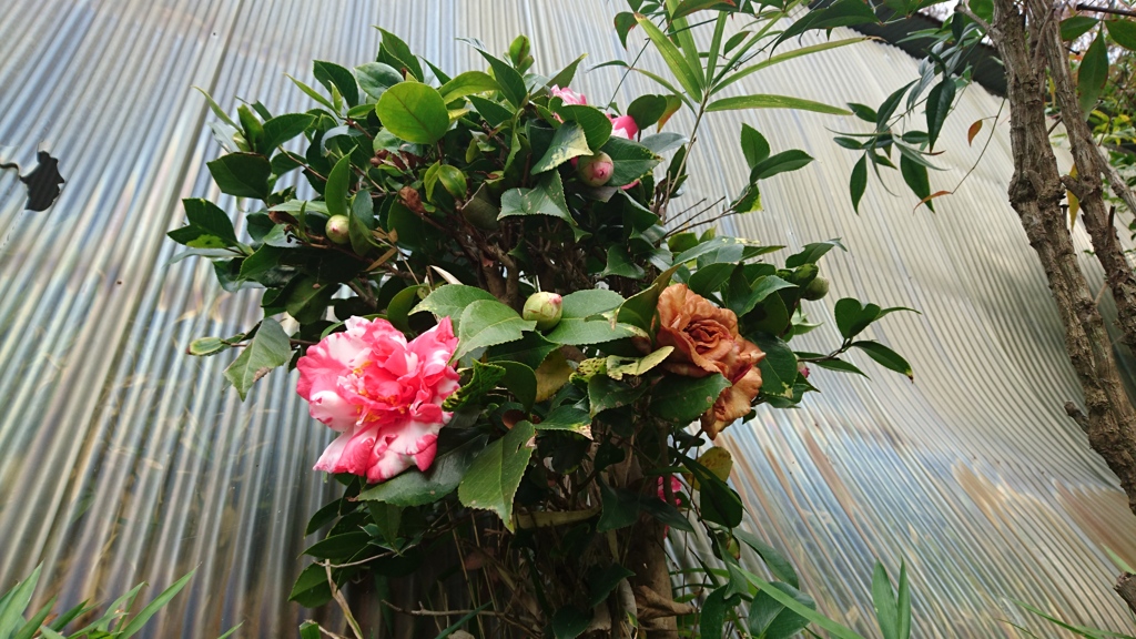 塀の上の山茶花