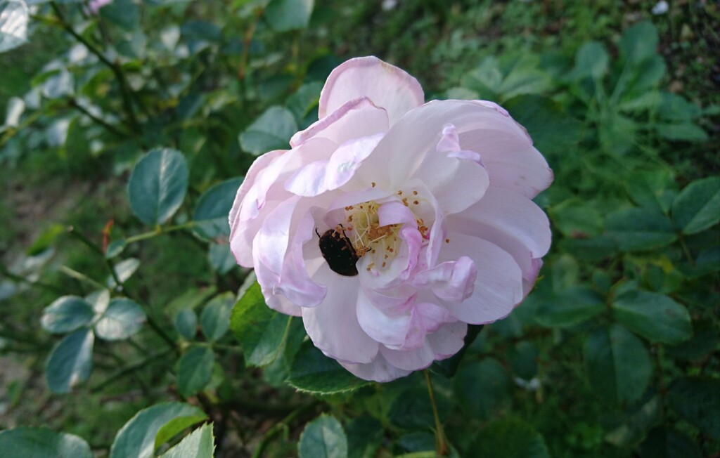 ハナムグリ