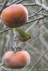 メジロ、柿を食しに