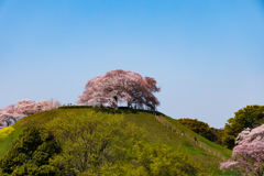 古墳上の桜-2