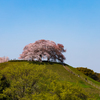古墳上の桜-2