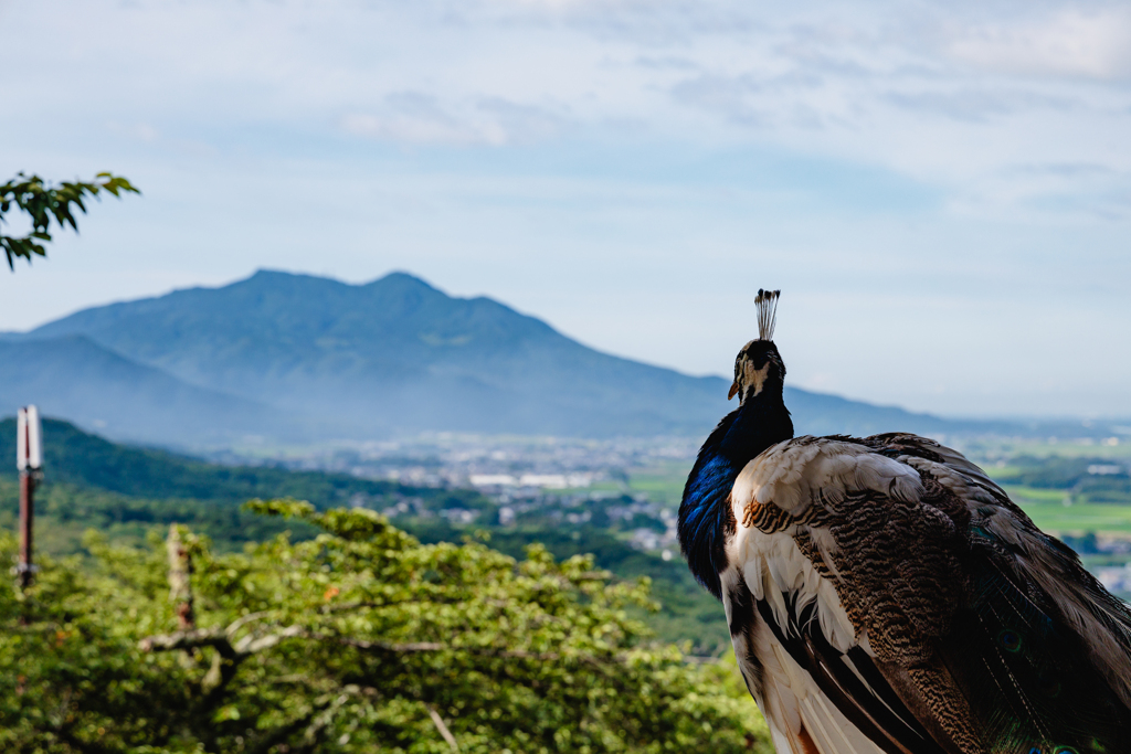 山を眺める孔雀