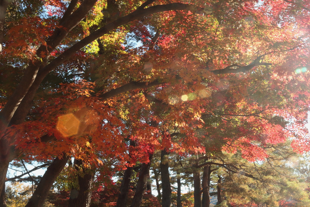 月の石もみじ公園