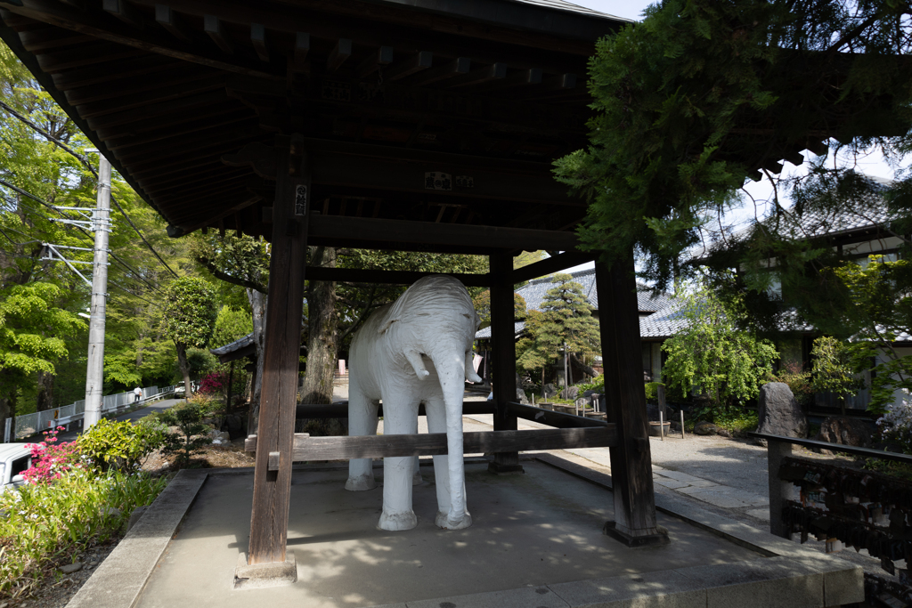 寺のシロイゾウ