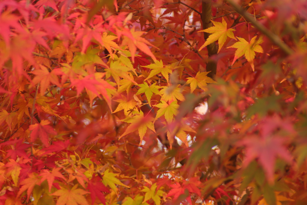 月の石もみじ公園