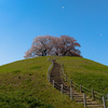 古墳上の桜