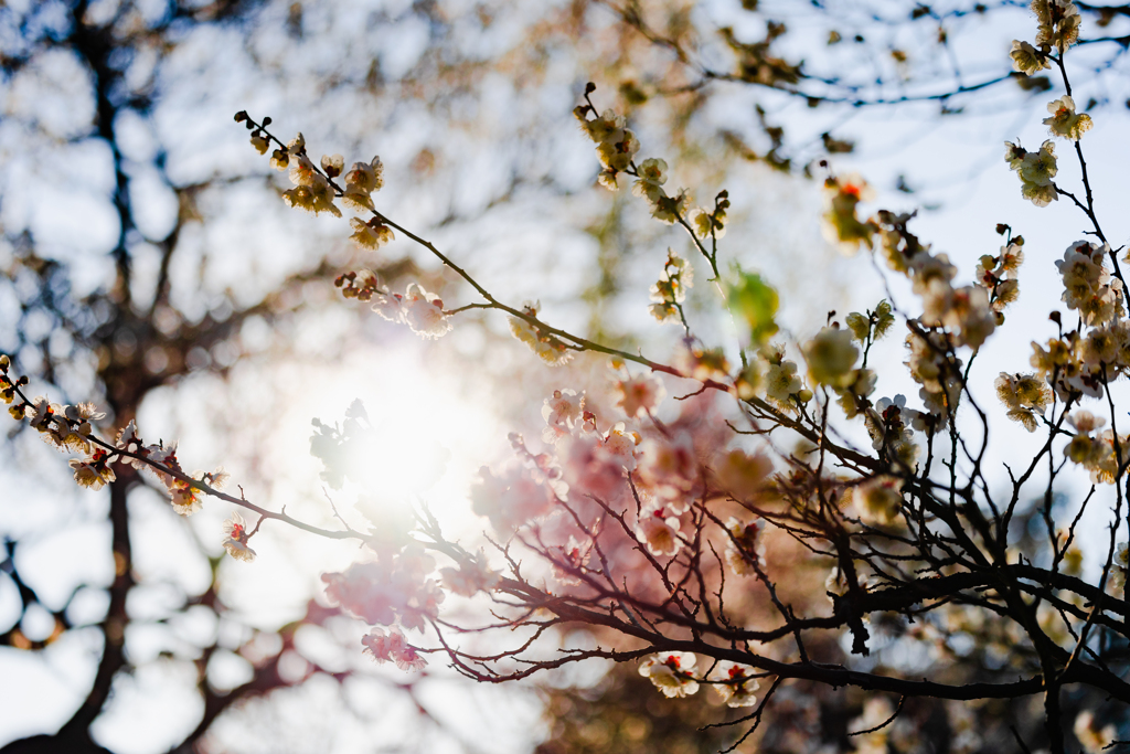 日差しと梅の花