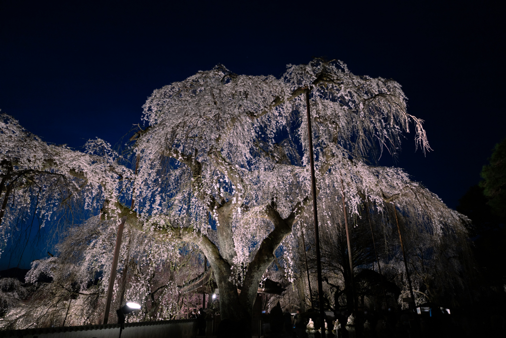 清雲寺のしだれ桜３