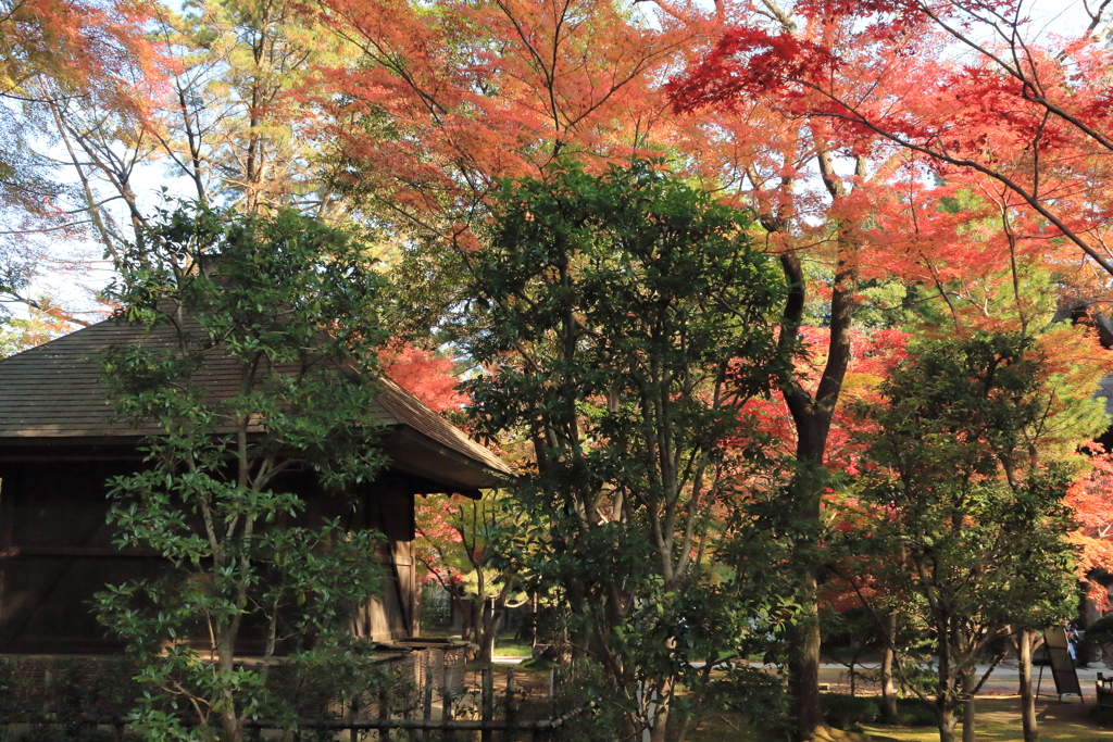 平林寺の紅葉