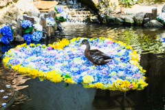 ハートの水中花