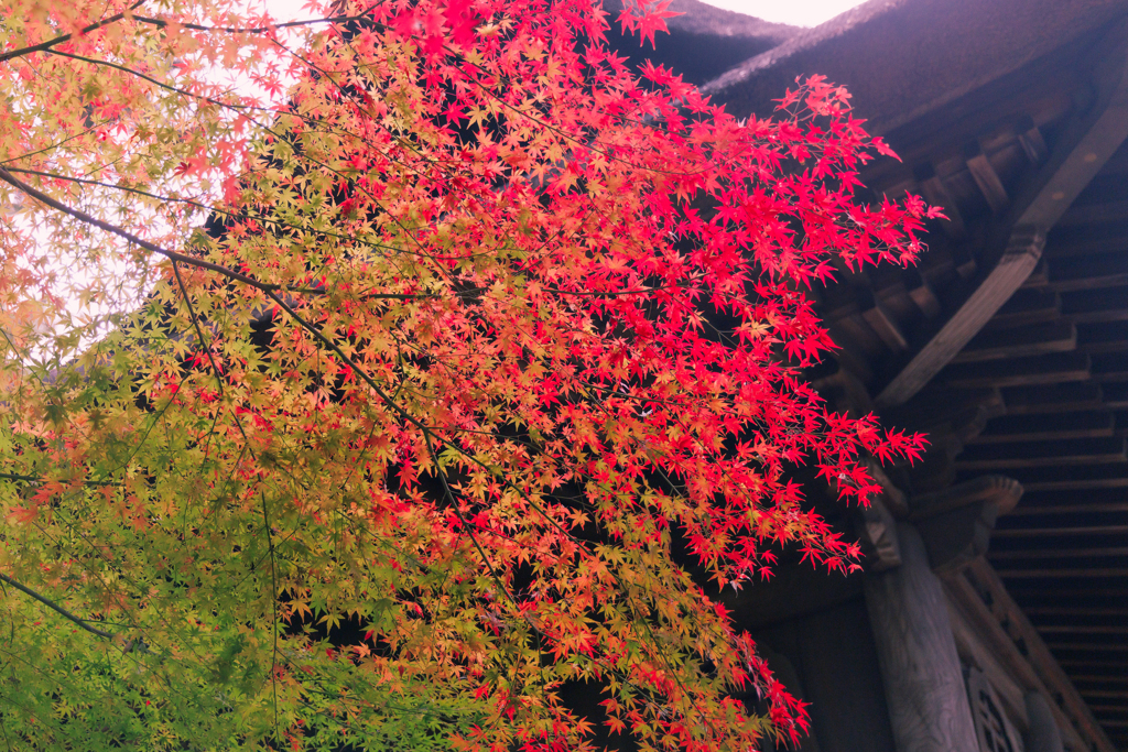 平林寺の紅葉