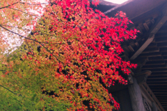 平林寺の紅葉