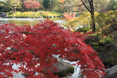 昭和記念公園の紅葉