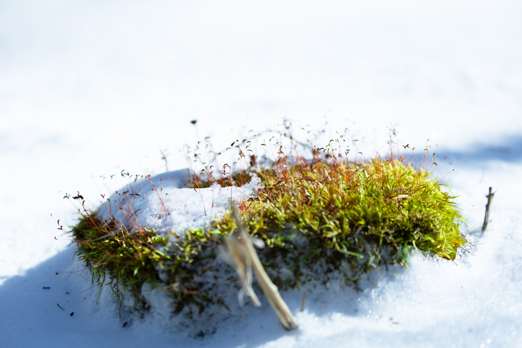 雪の中に浮かぶ一塊の緑 