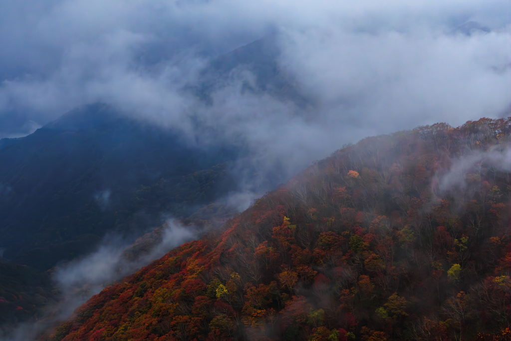 雨の紅葉