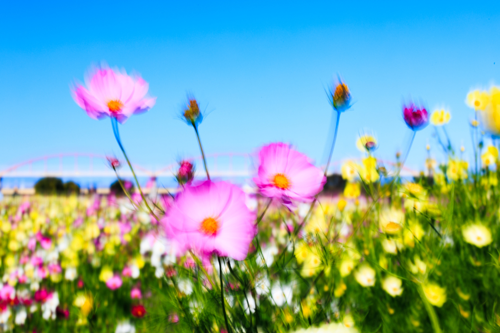 揺らぐコスモス