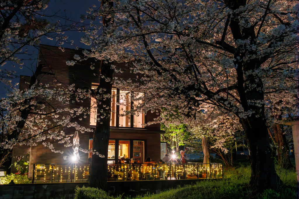 夜の桜を楽しみながら