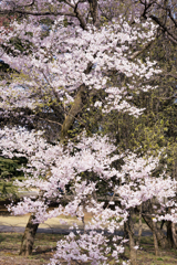桜咲く