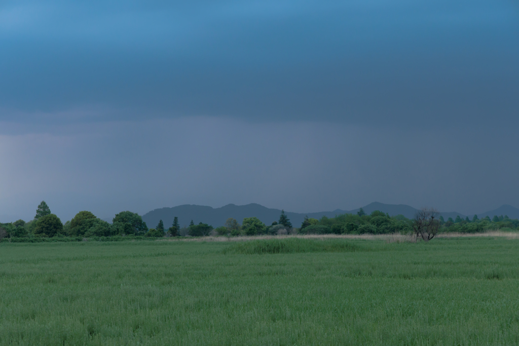 わたらせの湿地