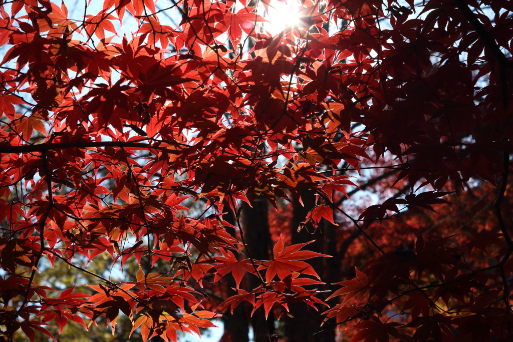 月の石もみじ公園
