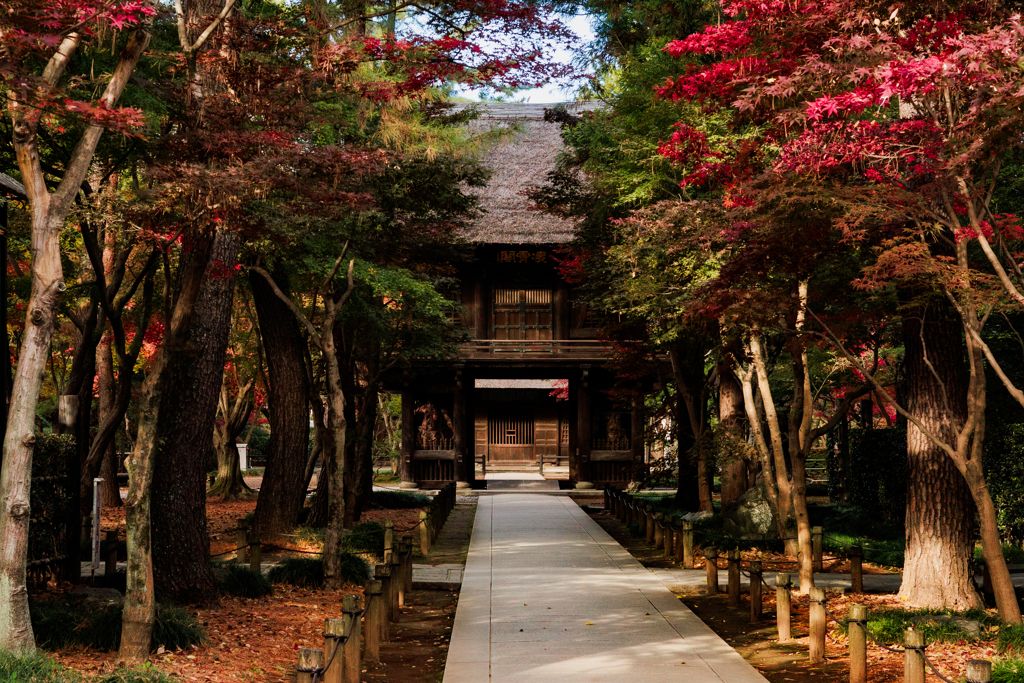 紅葉の平林寺
