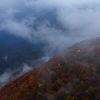 霧の紅葉