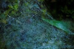 水玉を集めた蜘蛛の巣
