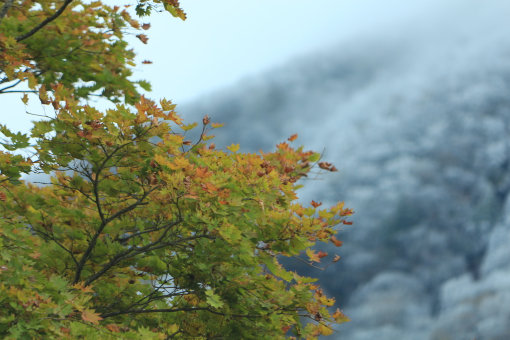 雪景色の中の紅葉