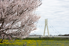 桜と菜の花