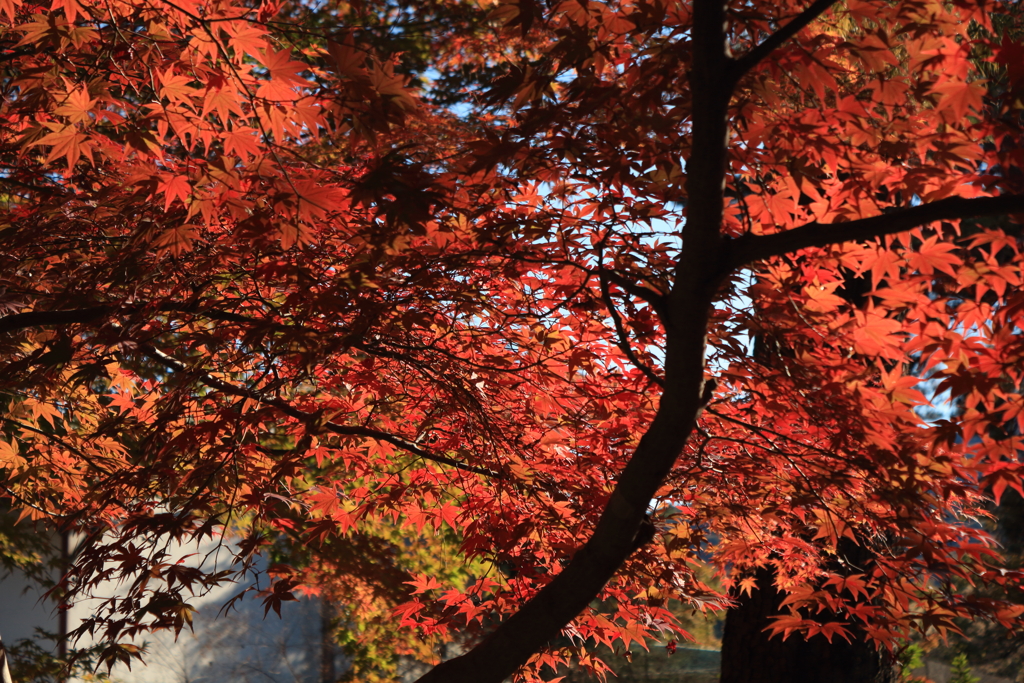 月の石もみじ公園