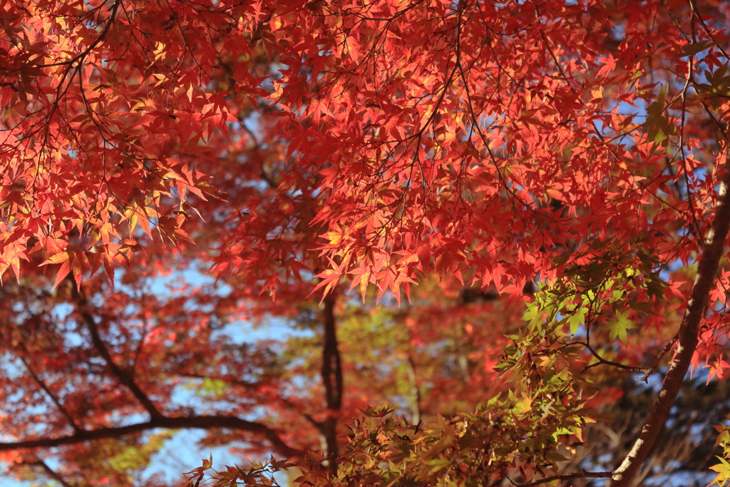 月の石もみじ公園
