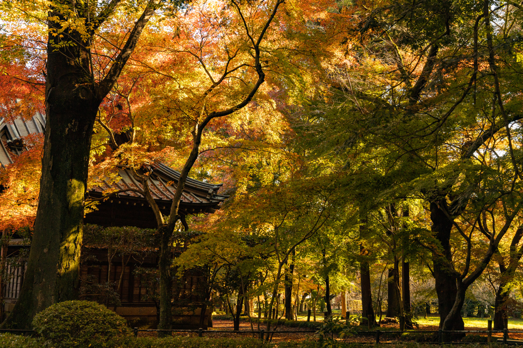 晩秋の紅葉