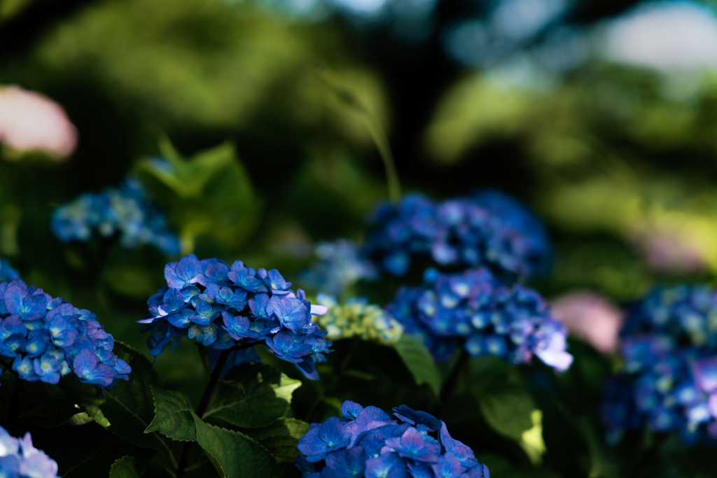 紫陽花