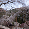 清雲寺のしだれ桜1