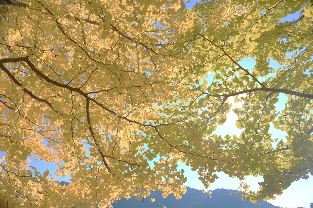 銀杏の黄色がきれいでした