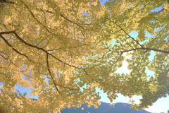 銀杏の黄色がきれいでした