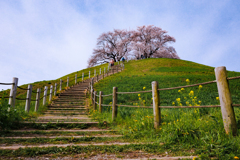 桜の丘