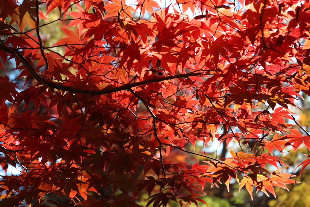 月の石もみじ公園