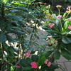 亜熱帯植物園
