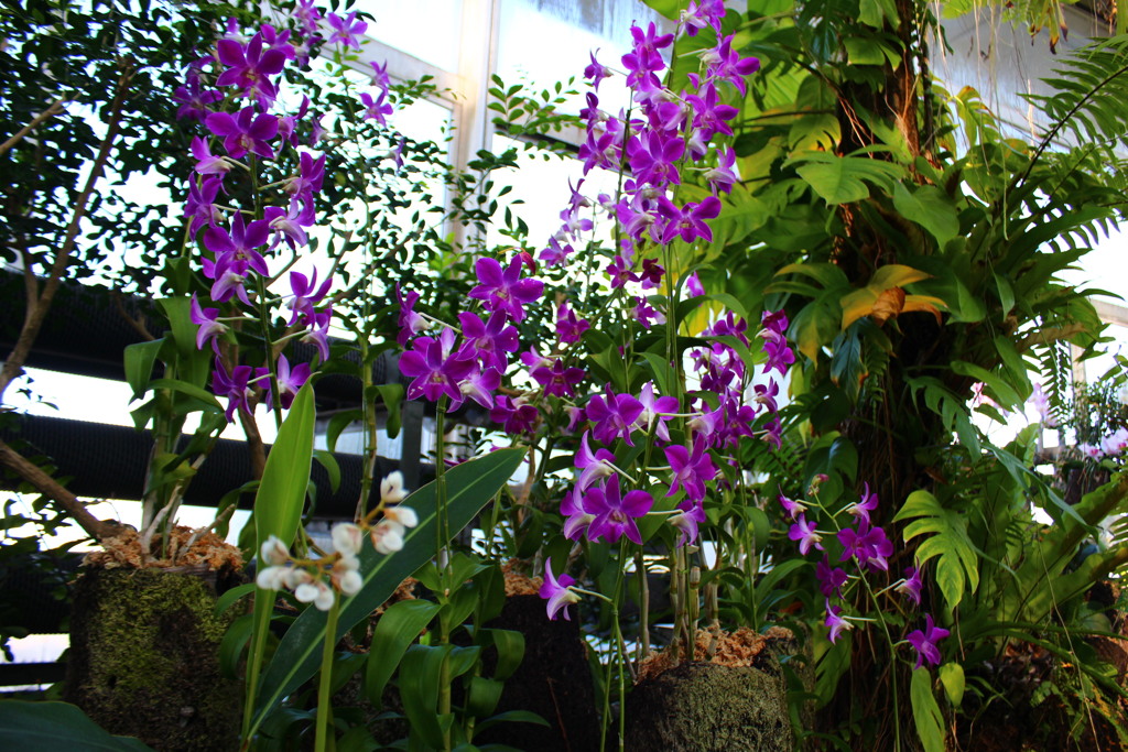 亜熱帯植物園