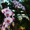 亜熱帯植物園