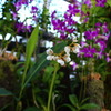 亜熱帯植物園