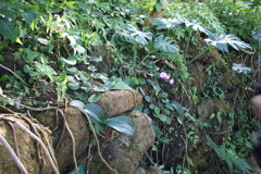 亜熱帯植物園